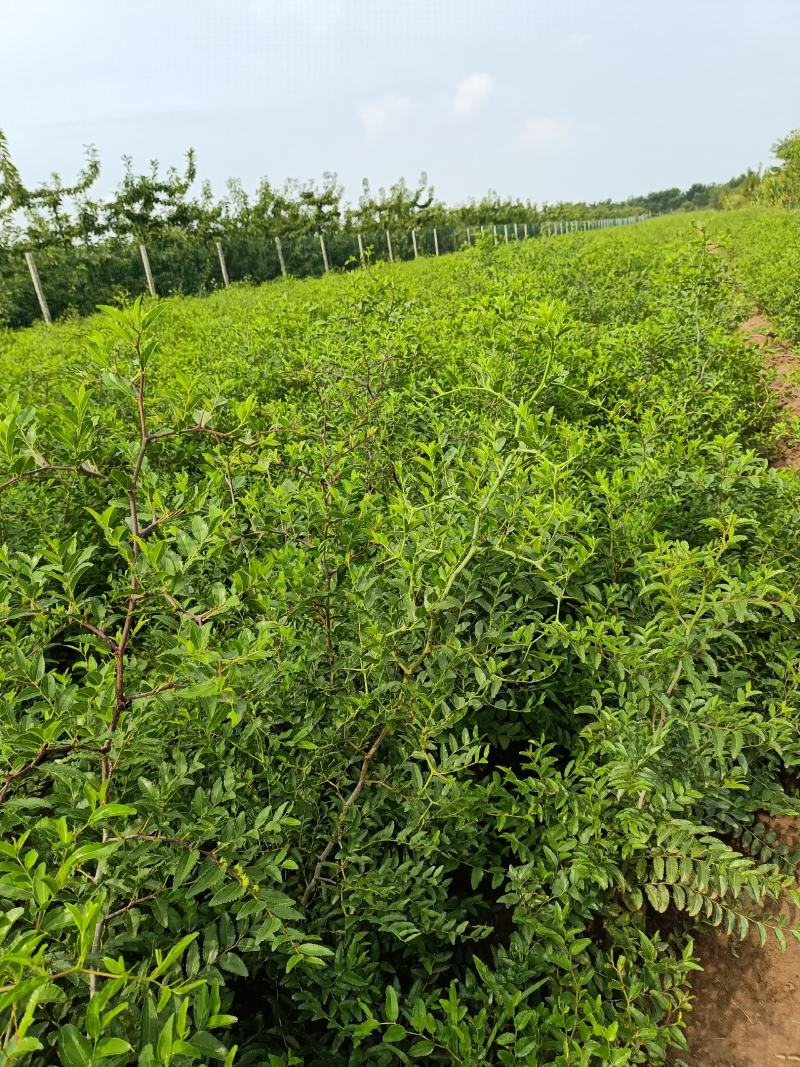 药用3号酸枣苗