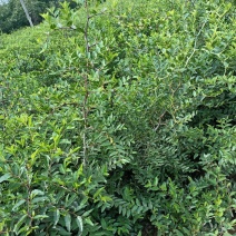 药用酸枣苗