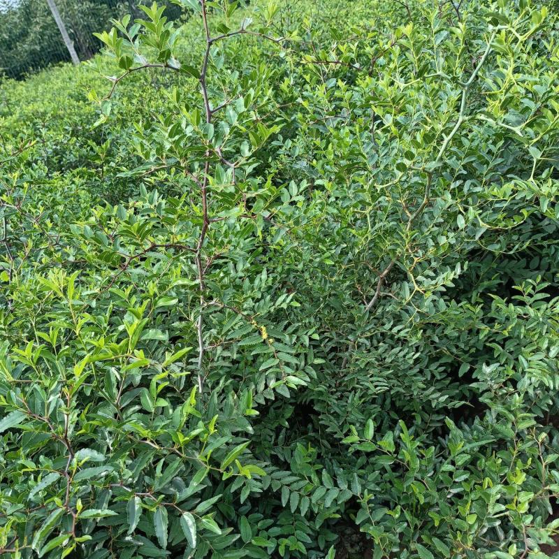 药用酸枣苗