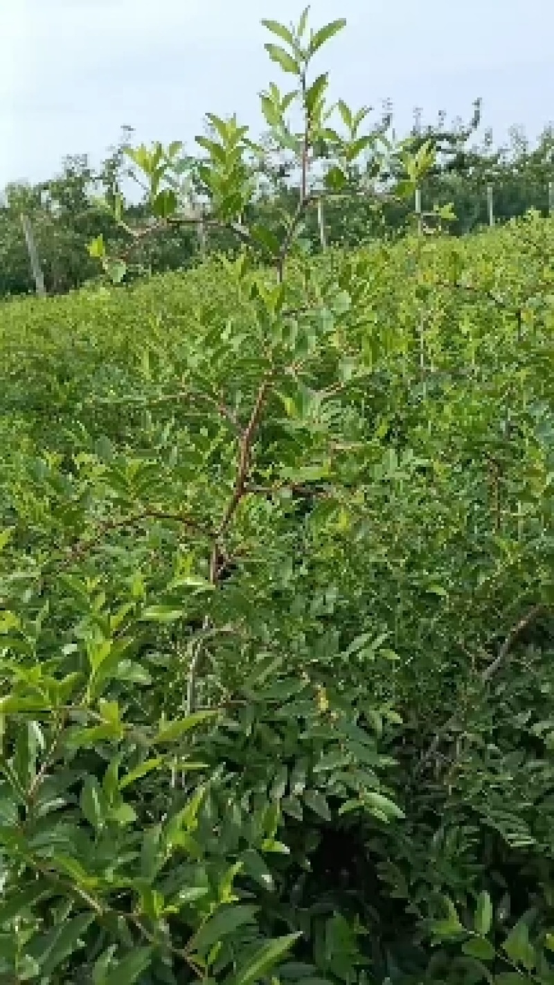 药用酸枣苗