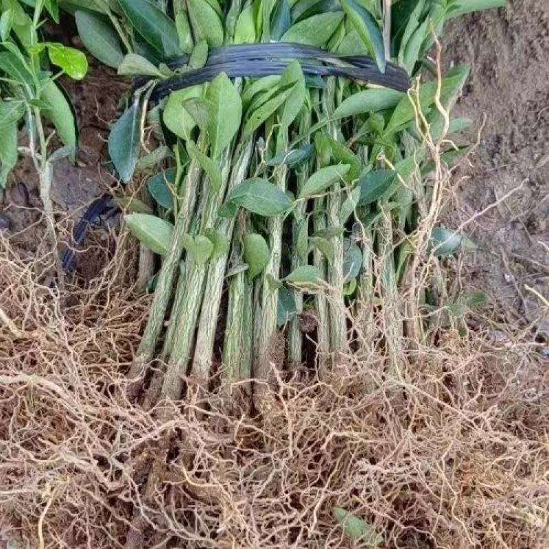 枳橙苗，大叶枳壳苗，枳橙实生苗，现挖现发
