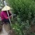 枳橙苗，大叶枳壳苗，枳橙实生苗，现挖现发