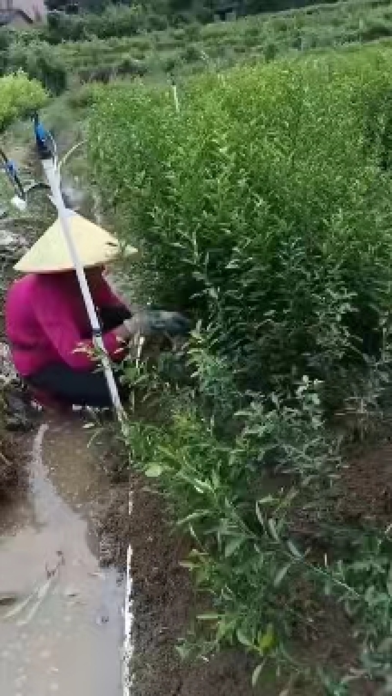 枳橙苗，大叶枳壳苗，枳橙实生苗，现挖现发