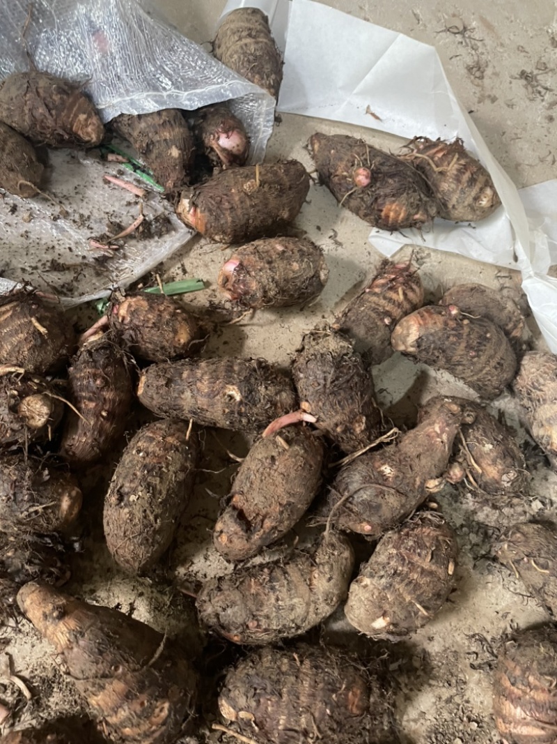 广西红芽芋小芋头仔芋艿毛芋头新鲜现挖粉糯软糯特价批发价