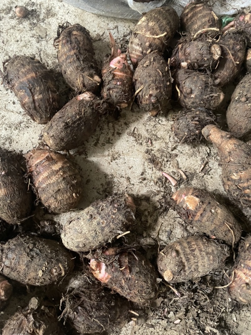 广西红芽芋小芋头仔芋艿毛芋头新鲜现挖粉糯软糯特价批发价