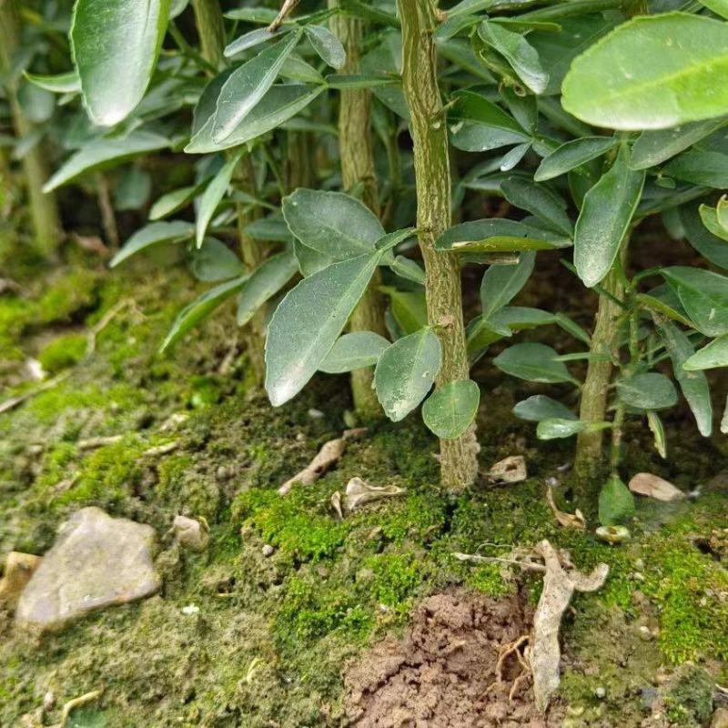枳橙苗，大叶枳壳苗，枳橙实生苗，现挖现发