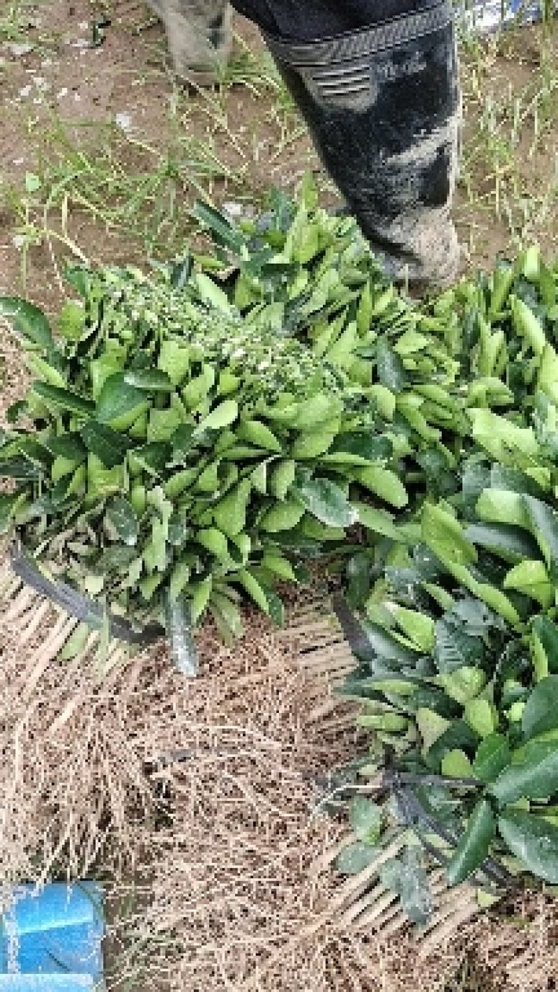 枳橙苗，大叶枳壳苗，枳橙实生苗，现挖现发