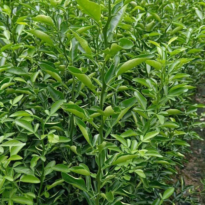 枳橙苗，大叶枳壳苗，枳橙实生苗，现挖现发
