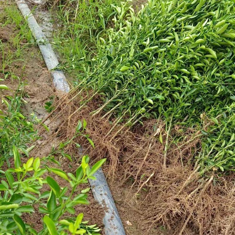 枳橙苗，大叶枳壳苗，枳橙实生苗，现挖现发