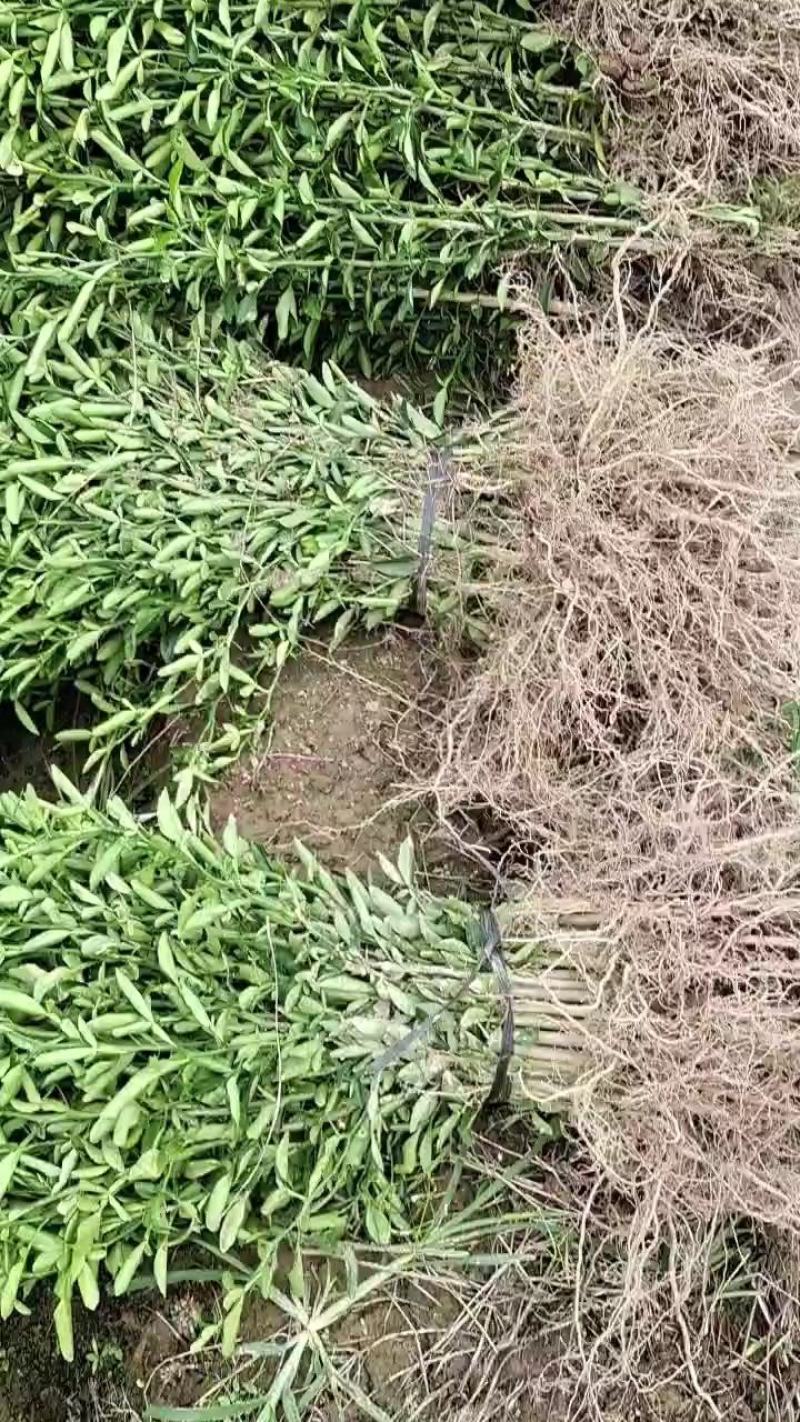 枳橙苗，大叶枳壳苗，枳橙实生苗，现挖现发