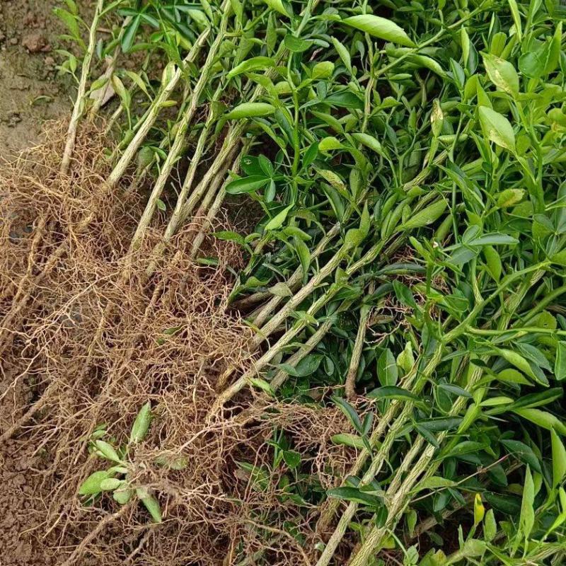 枳橙苗，大叶枳壳苗，枳橙实生苗，现挖现发