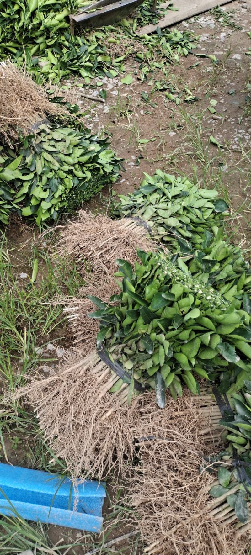枳橙苗，大叶枳壳苗，枳橙实生苗，现挖现发