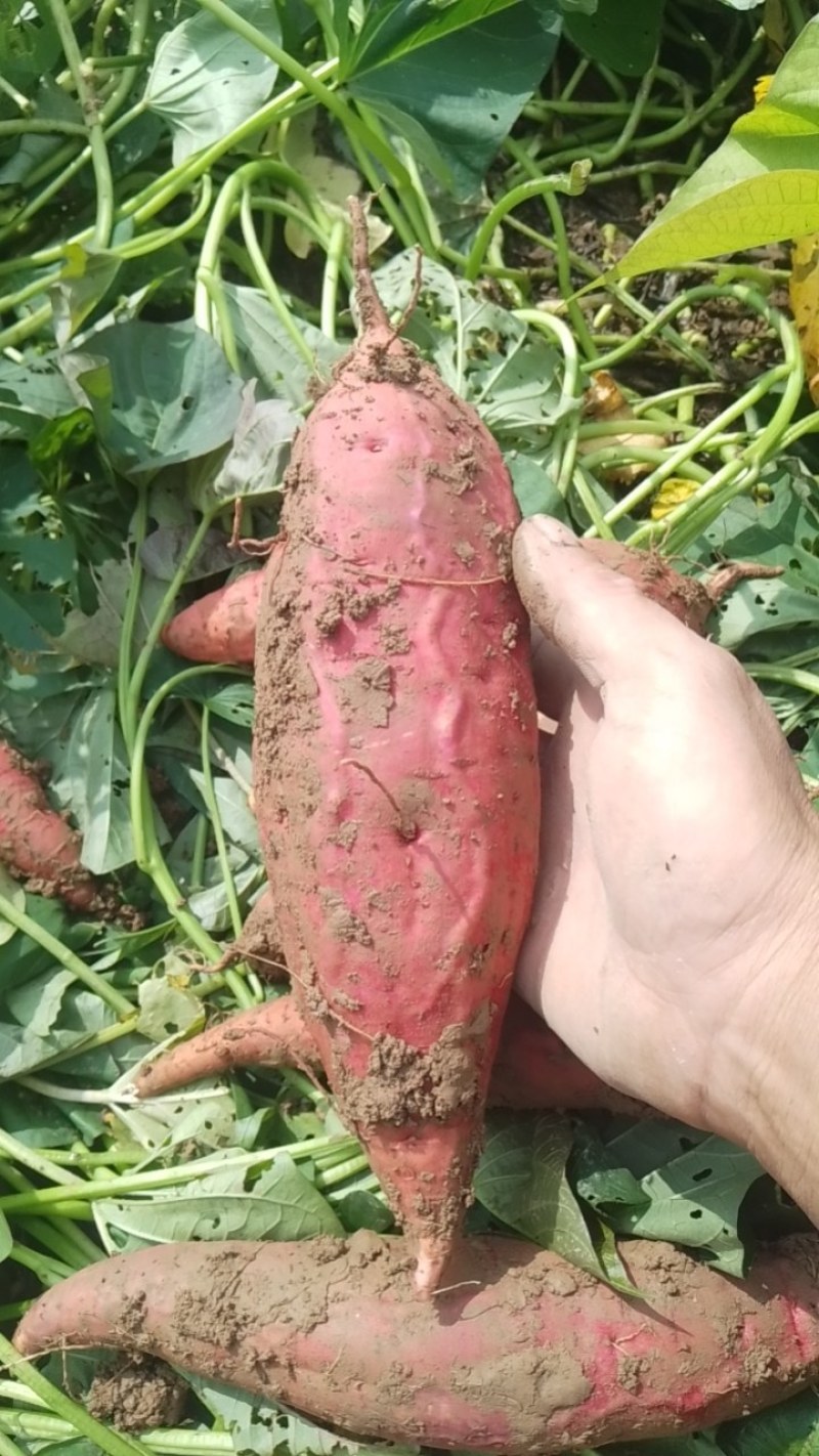 红薯西瓜红
