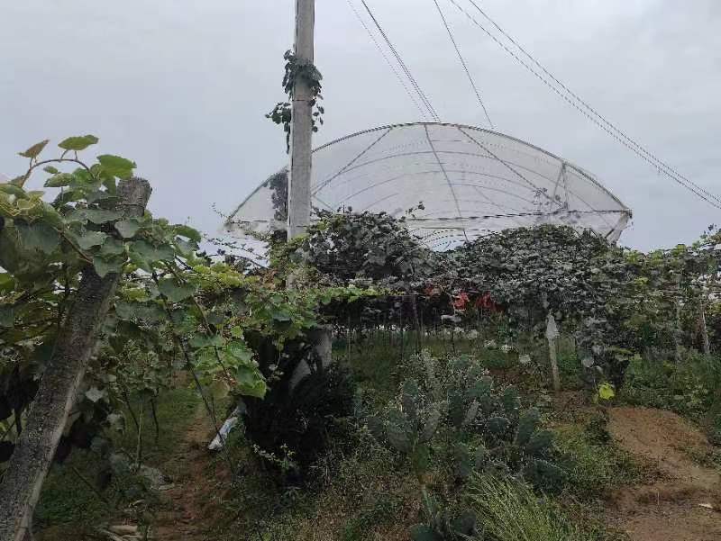 红心猕猴桃避雨栽培大棚