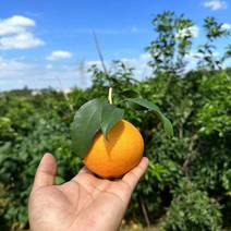 爱媛38果冻橙大量上市，实际对接电商，市场