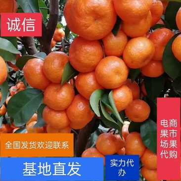 广西沙糖桔【砂糖桔】纯甜、化渣，大量上市可看货订货