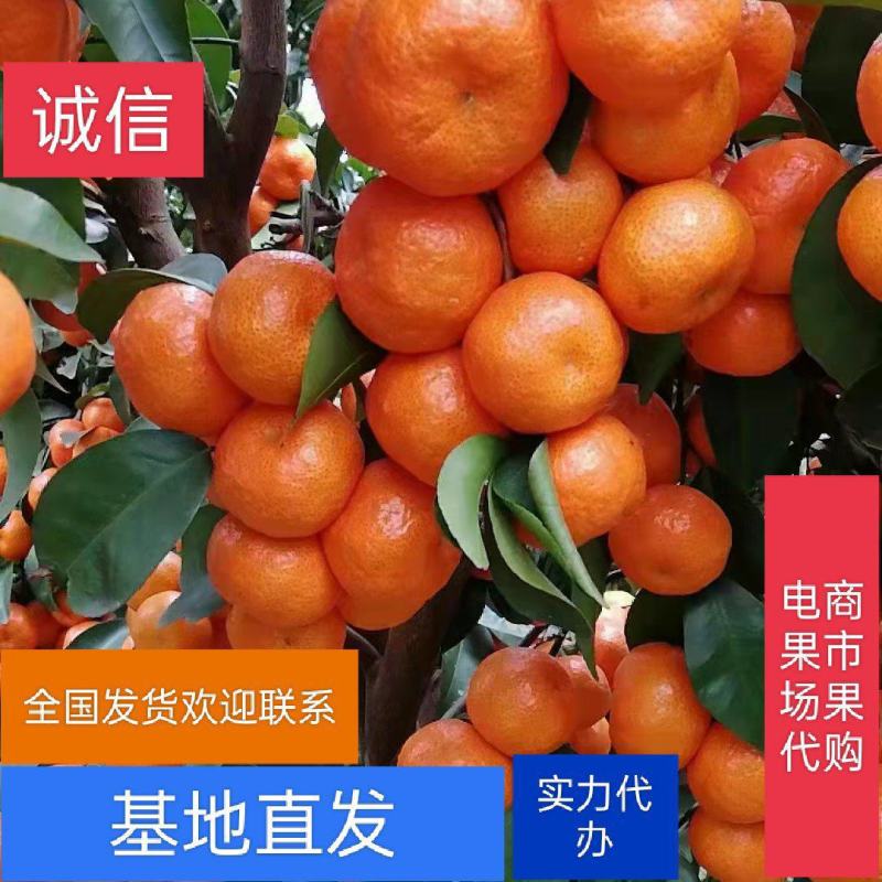广西沙糖桔【砂糖桔】纯甜、化渣，大量上市可看货订货
