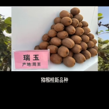 周至猕猴桃，各种**品种大量上市，有瑞玉，金福，G3，