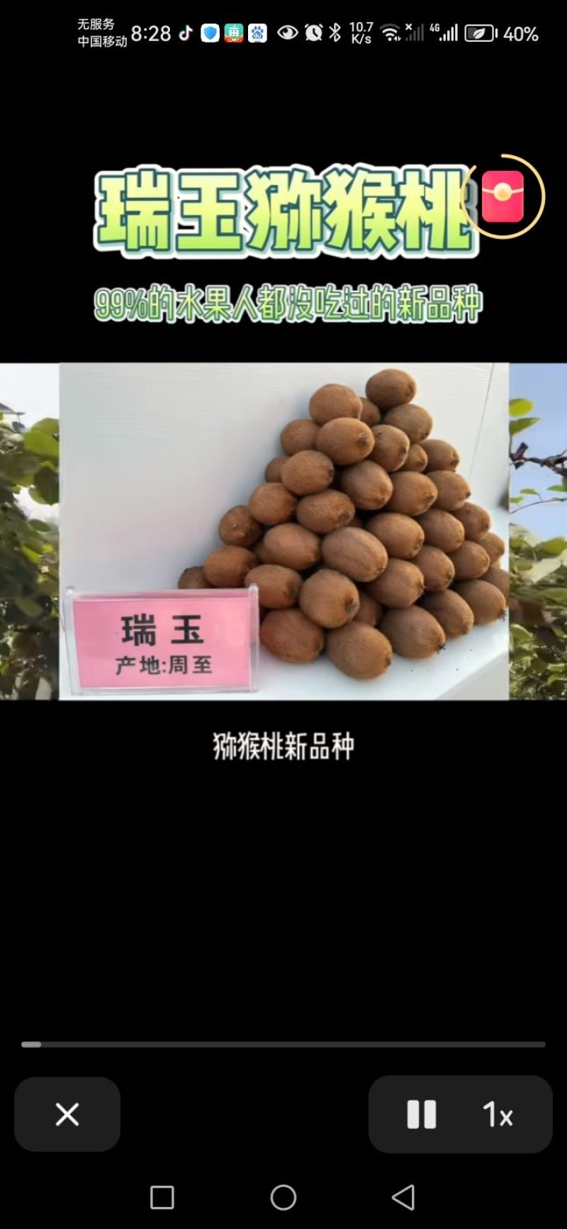 周至猕猴桃，各种**品种大量上市，有瑞玉，金福，G3，
