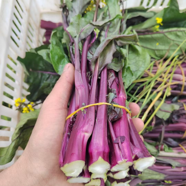 红菜苔