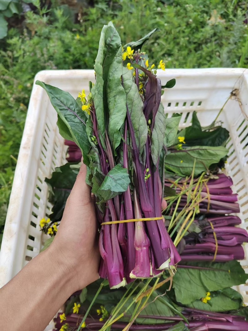 红菜苔