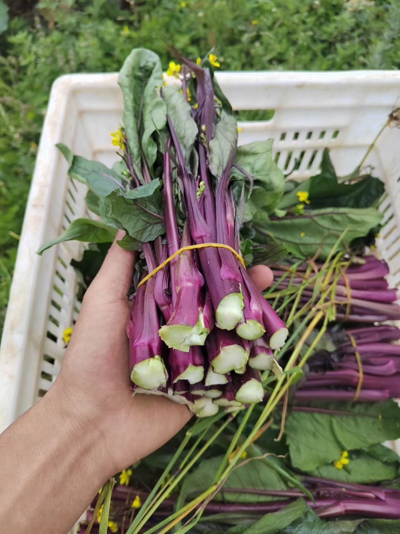 红菜苔
