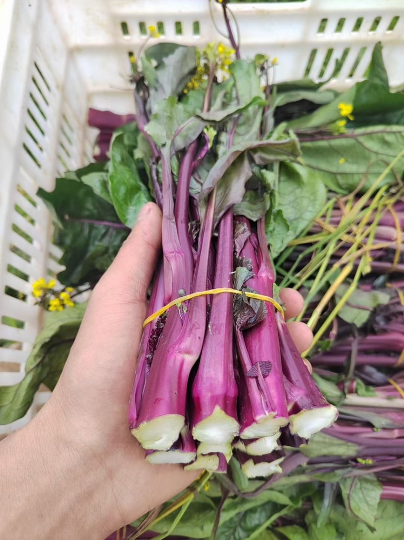 红菜苔