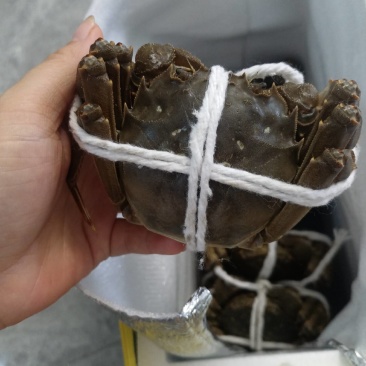 大闸蟹，精品，通货