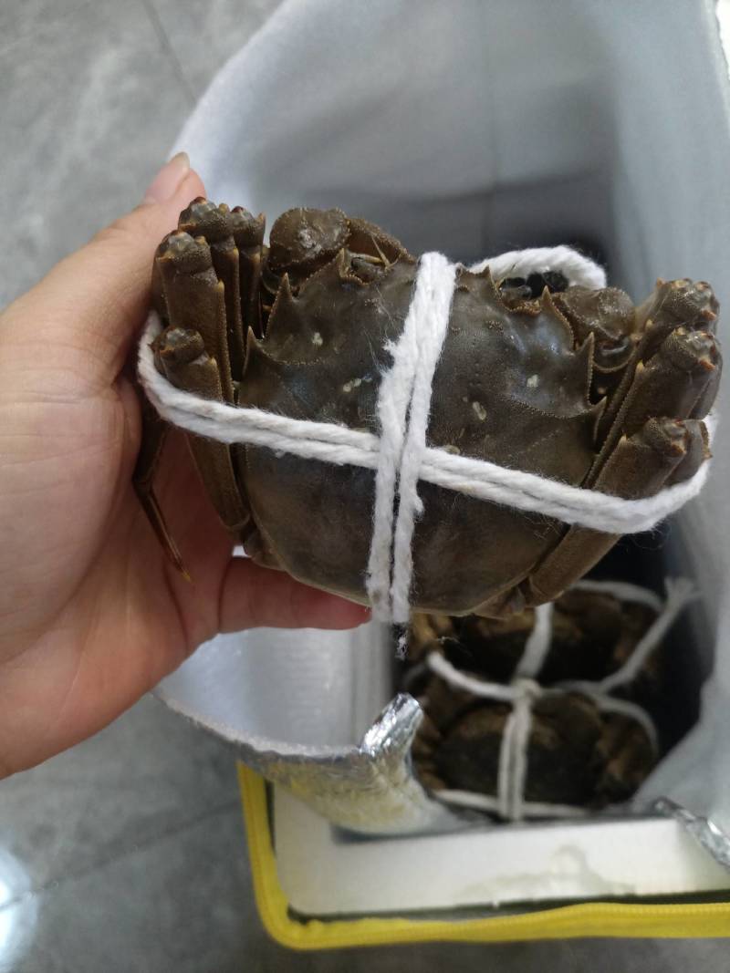 大闸蟹，精品，通货