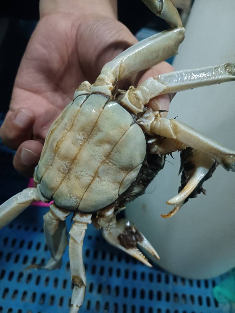 大闸蟹，精品，通货