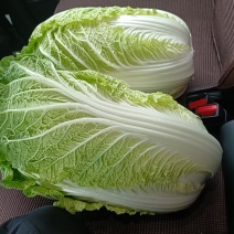 辽宁新民白菜大量上市有收购老板与我联系谢谢非诚勿扰谢谢合