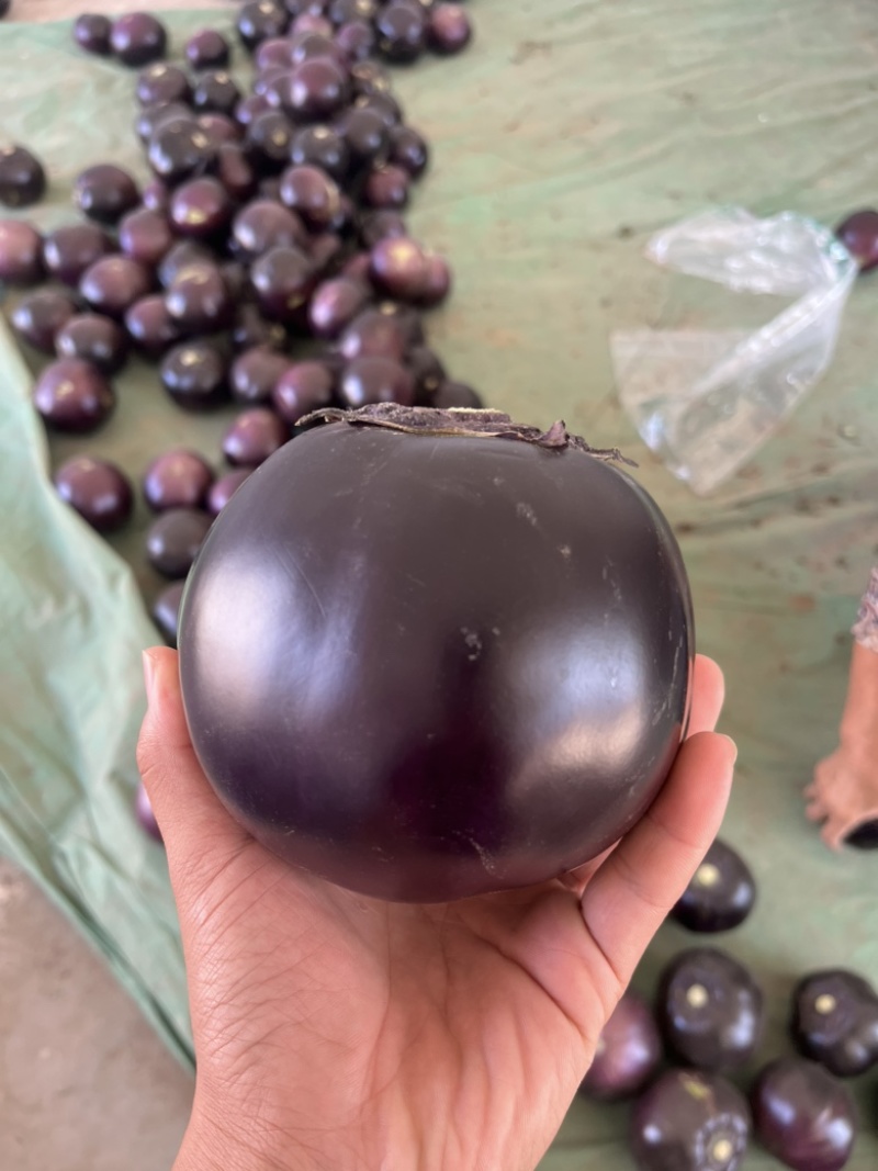 山东莘县圆茄，货多量大，持续到年底，大量供应