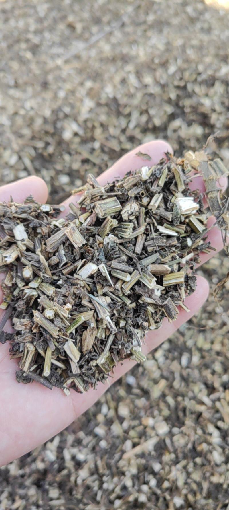 紫苏梗干货苏梗中药材量大从优欢迎选购