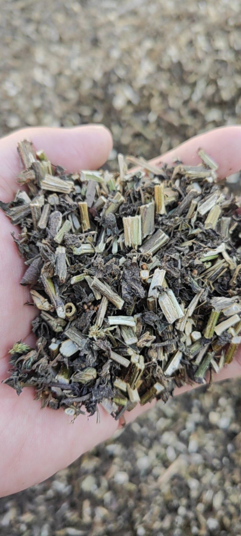紫苏梗干货苏梗中药材量大从优欢迎选购