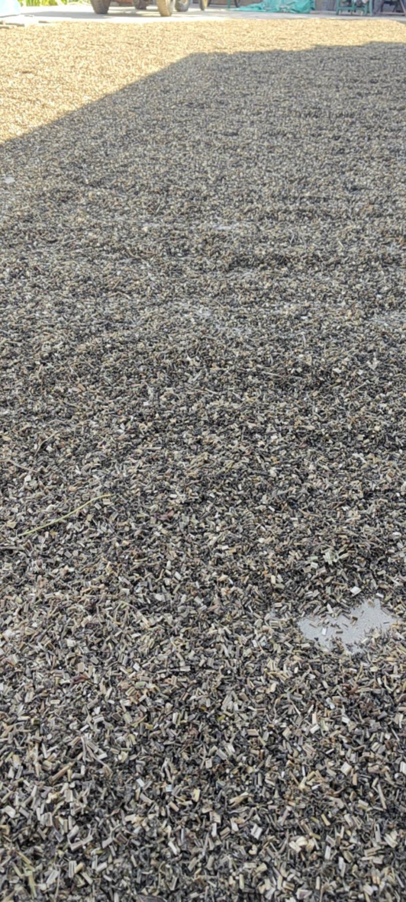 紫苏梗干货苏梗中药材量大从优欢迎选购