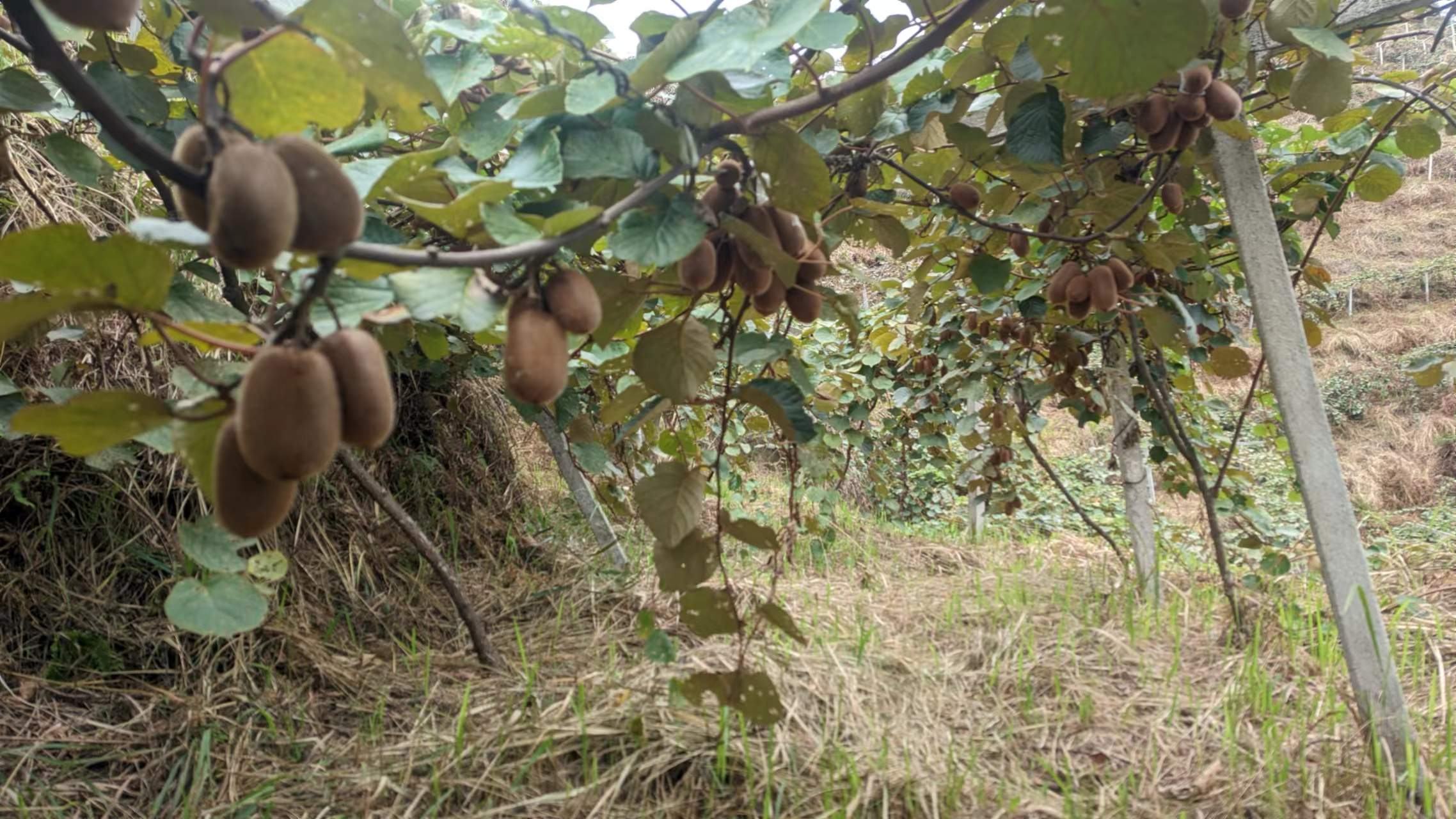 黄心猕猴桃成熟果实特写