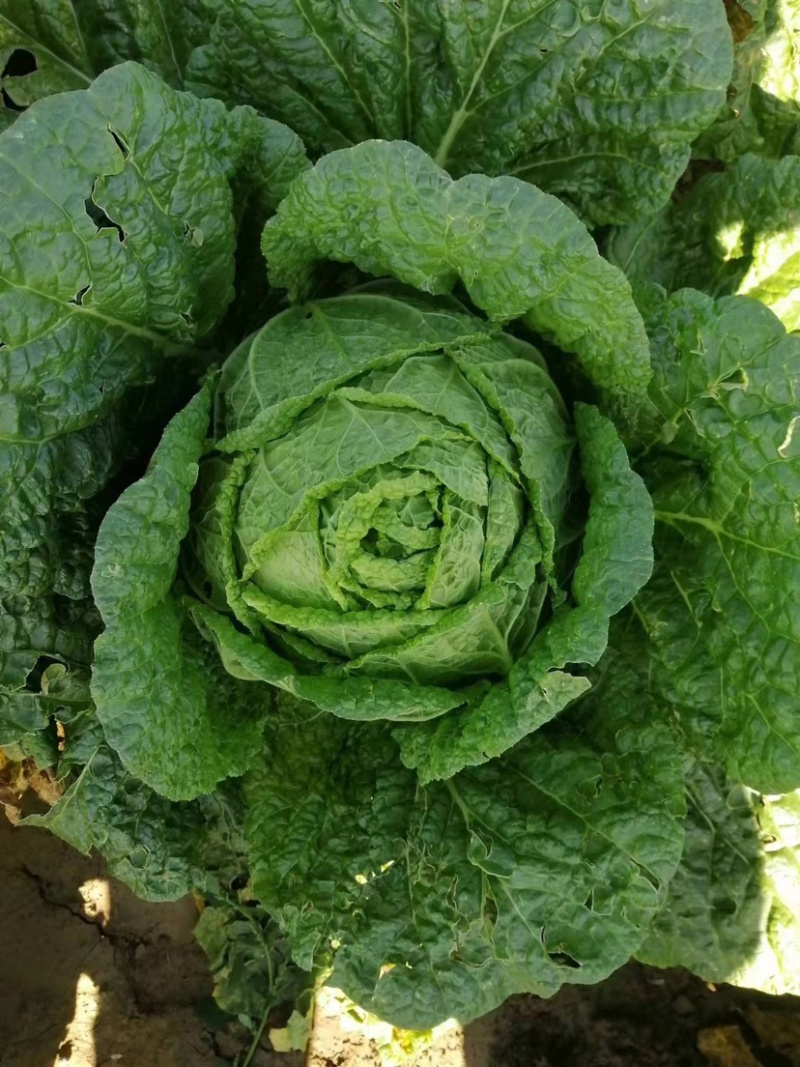 河北张家口蔚县大白菜大量上市中保质保量欢迎老板来电