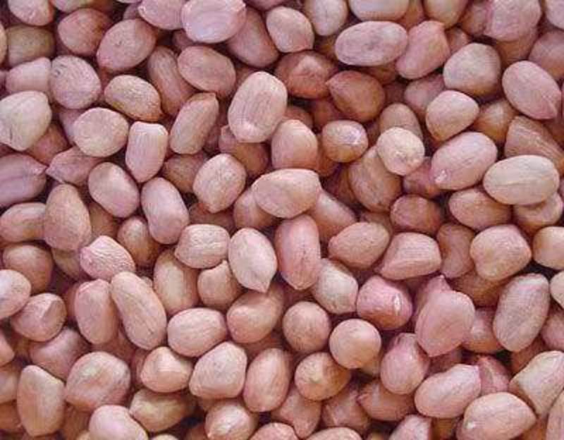 精选河北花生米大量供应保质保量可供商超批发市场