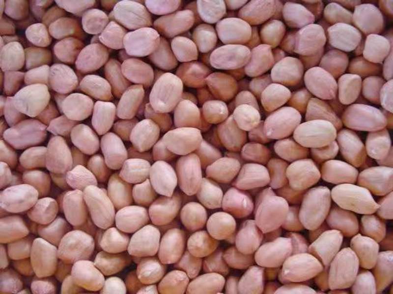 精选河北花生米大量供应保质保量可供商超批发市场