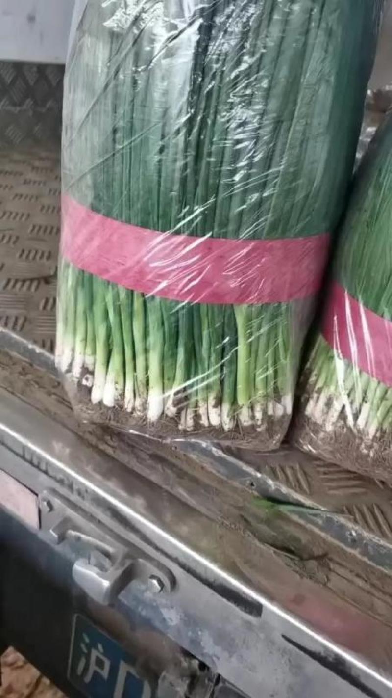 [首单补贴]优选四季小葱河南精品小葱产地直供各种规格