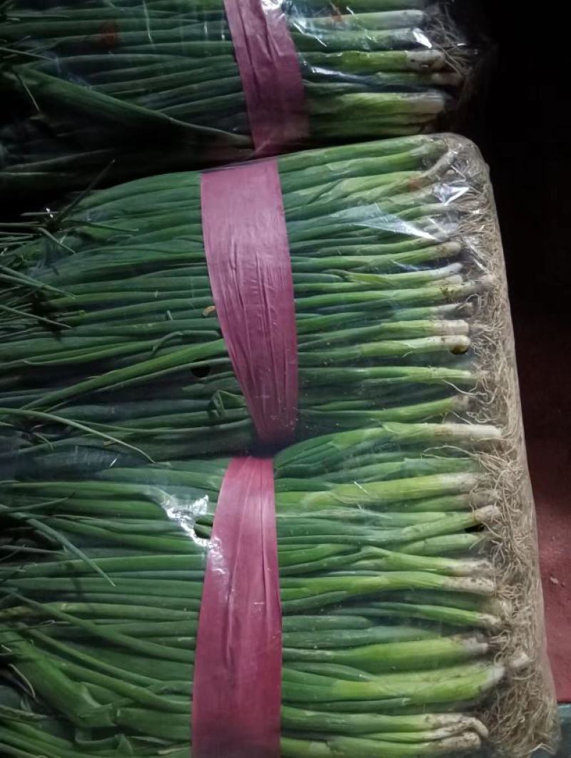 [首单补贴]优选四季小葱河南精品小葱产地直供各种规格