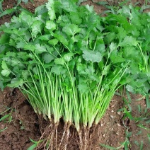 [甄选]精品大叶香菜河南香菜基地大量供应欢迎来电