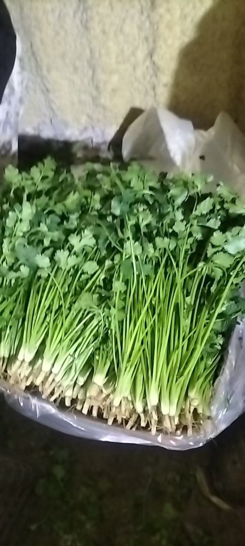 山东滨州惠民产地香菜供货中，源头直供全国供货接单中