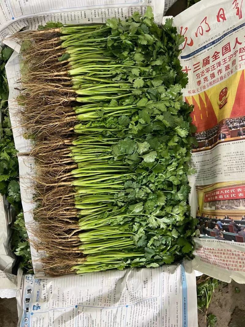 山东滨州惠民产地香菜供货中，源头直供全国供货接单中