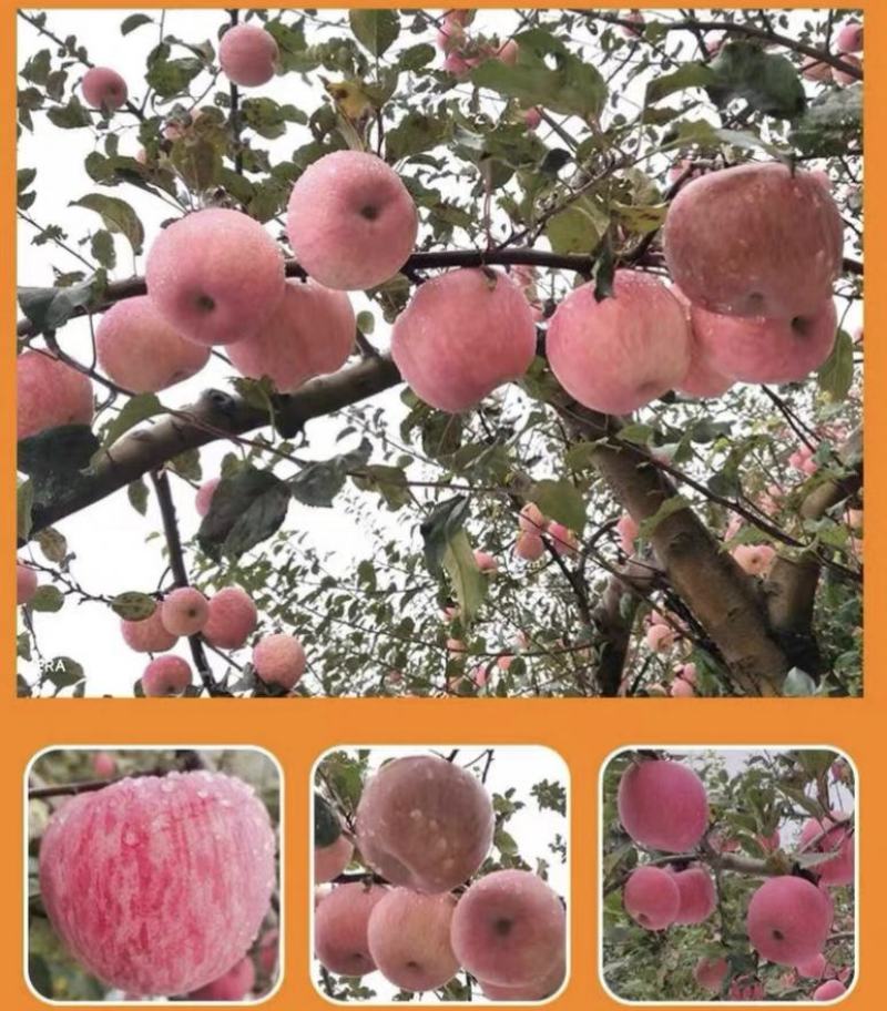 【红富士苹果】山西苹果专业供应链规格齐全全国代发