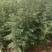 大红袍花椒苗树食用盆栽盆栽地栽南北种植花椒苗四川麻椒青花