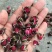玫瑰花干，新货无硫无熏蒸产地直供实拍现货24小时内发货