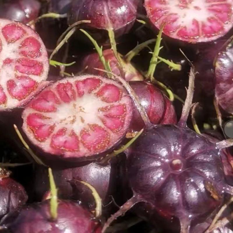 马关特色水果红果参丶蜘蛛果丶算盘果。产地直供，现摘现发。