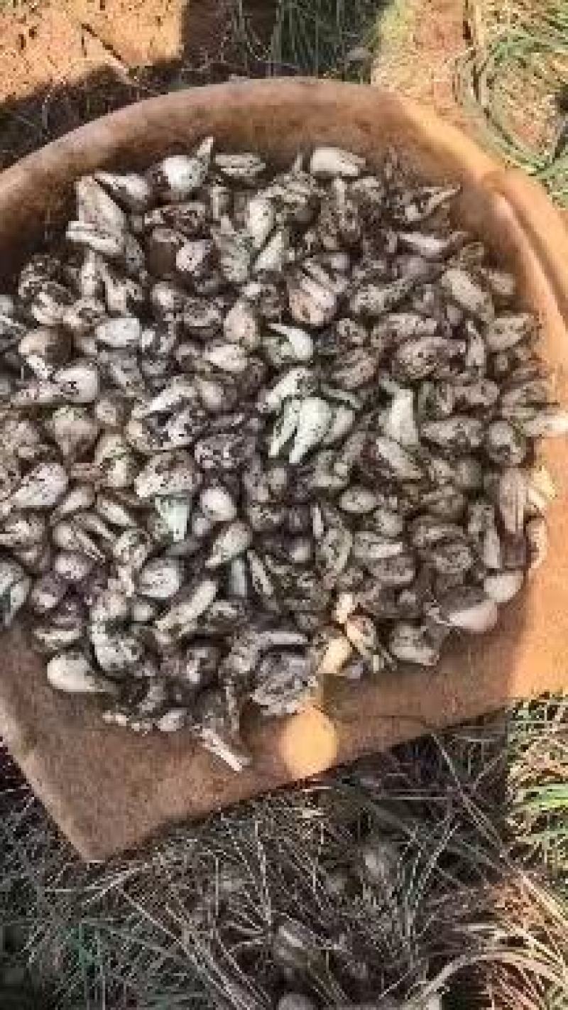 碑格珍珠玉藠头，产地货源，品质保证欢迎各地老板来电洽谈