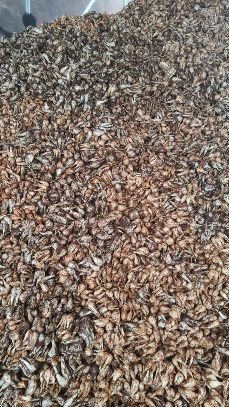 碑格珍珠玉藠头，产地货源，品质保证欢迎各地老板来电洽谈